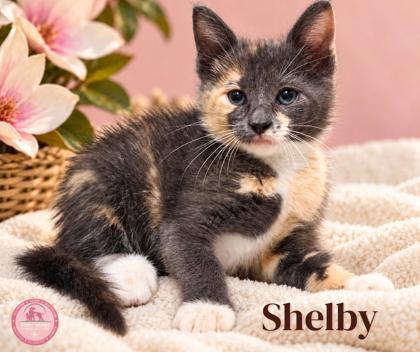 Shelter Stray Female Cat last seen Near blk Holley- EV, EVERMAN, TX, 3961 Bluebell Dr, Everman, TX 76140, USA