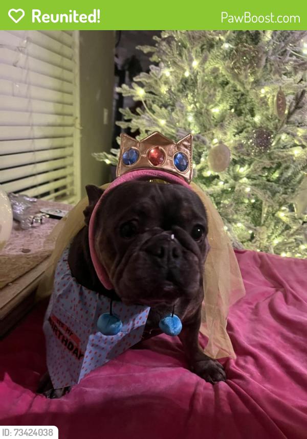 Reunited Female Dog last seen E Woodbridge Rd, California 95220, USA, San Joaquin County, CA 95220