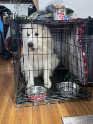 Found/Stray Male Dog last seen Macdonald ave, Richmond, CA 94801