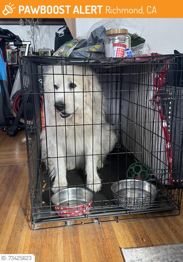 Found/Stray Male Dog last seen Macdonald ave, Richmond, CA 94801