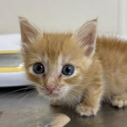Shelter Stray Male Cat last seen Carrabba Rd and Wickson Ridge Rd, Brazos County, TX, 5359 Leonard Rd, Bryan, TX 77807, USA