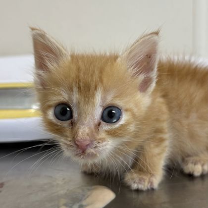 Shelter Stray Male Cat last seen Carrabba Rd and Wickson Ridge Rd, Brazos County, TX, 5359 Leonard Rd, Bryan, TX 77807, USA