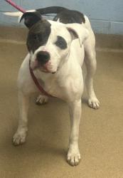 Shelter Stray Male Dog last seen Near Canby Ln, 30035, GA, 3280 Chamblee Dunwoody Rd, Chamblee, GA 30341, USA