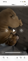 Lost Male Dog last seen Cvs on Ramsey st, Fayetteville, NC 28311