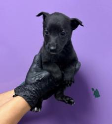 Shelter Stray Female Dog last seen Near Alameda Ave, CITY of El Paso, TX, 5001 Fred Wilson Ave, El Paso, TX 79906, USA