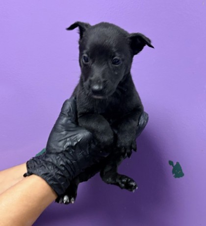 Shelter Stray Female Dog last seen Near Alameda Ave, CITY of El Paso, TX, 5001 Fred Wilson Ave, El Paso, TX 79906, USA