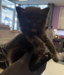 Shelter Stray Male Cat last seen Near NE Camp, COUNTY of El Paso, TX, 5001 Fred Wilson Ave, El Paso, TX 79906, USA