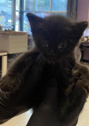 Shelter Stray Male Cat last seen Near NE Camp, COUNTY of El Paso, TX, 5001 Fred Wilson Ave, El Paso, TX 79906, USA