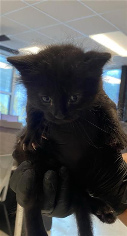 Shelter Stray Female Cat last seen Near NE Camp, COUNTY of El Paso, TX, 5001 Fred Wilson Ave, El Paso, TX 79906, USA