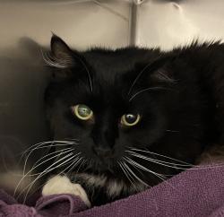Shelter Stray Male Cat last seen OR, 1700 W Historic Columbia River Hwy, Troutdale, OR 97060, USA