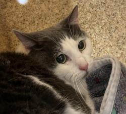 Shelter Stray Female Cat last seen OR, 1700 W Historic Columbia River Hwy, Troutdale, OR 97060, USA