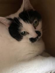 Shelter Stray Female Cat last seen OR, 1700 W Historic Columbia River Hwy, Troutdale, OR 97060, USA
