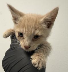 Shelter Stray Male Cat last seen Near Toyne Avenue, San Diego, CA, 92102, 5500 Gaines St, San Diego, CA 92110, USA