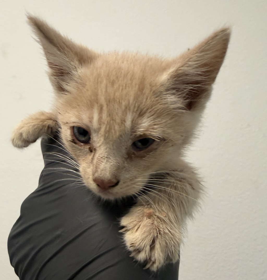 Shelter Stray Male Cat last seen Near Toyne Avenue, San Diego, CA, 92102, 5500 Gaines St, San Diego, CA 92110, USA