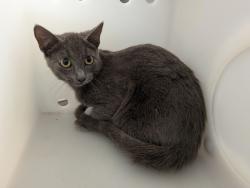 Shelter Stray Female Cat last seen Near Park Boulevard, San Diego, CA, 92103, 5500 Gaines St, San Diego, CA 92110, USA