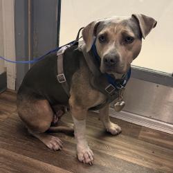 Shelter Stray Female Dog last seen Near University Avenue, San Diego, CA, 92115, 5500 Gaines St, San Diego, CA 92110, USA