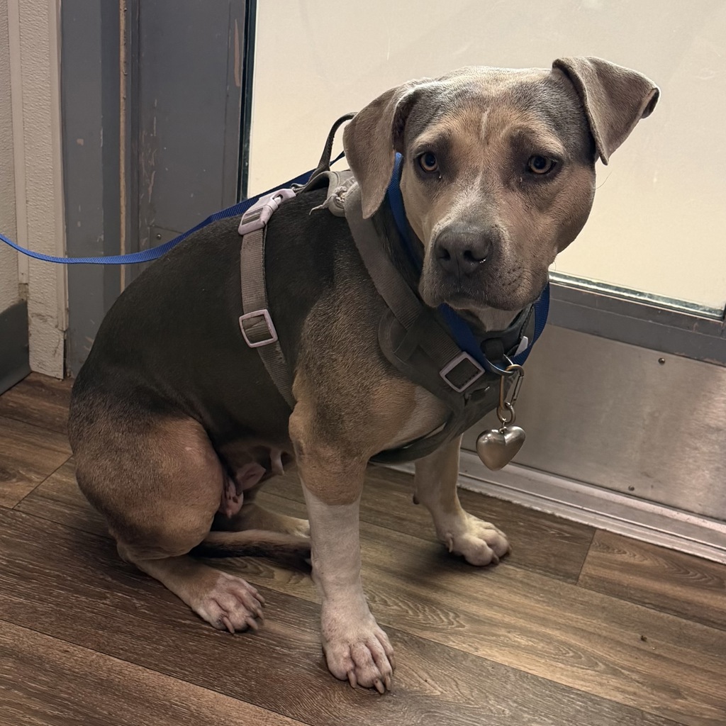 Shelter Stray Female Dog last seen Near University Avenue, San Diego, CA, 92115, 5500 Gaines St, San Diego, CA 92110, USA