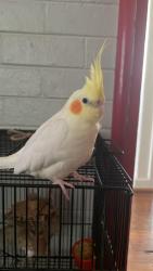 Lost Female Bird last seen Thornlie Square shopping centre, Thornlie, WA 6108