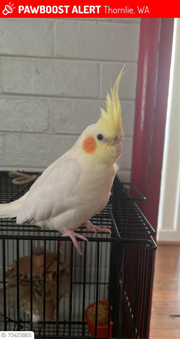 Lost Female Bird last seen Thornlie Square shopping centre, Thornlie, WA 6108