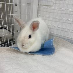 Shelter Stray Female Rabbit last seen , 3607 N Armenia Ave, Tampa, FL 33607, USA