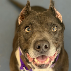 Shelter Stray Female Dog last seen , 3612 11th Ave, Los Angeles, CA 90018, USA