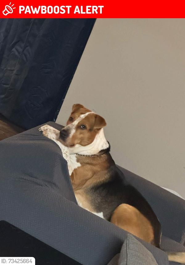 Lost Male Dog last seen Mountaineer Village Morgantown West Virginia, Monongalia County, WV 26508