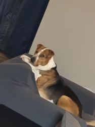 Lost Male Dog last seen Mountaineer Village Morgantown West Virginia, Monongalia County, WV 26508