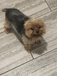 Lost Female Dog last seen Near kilvington, El Paso, TX 79928