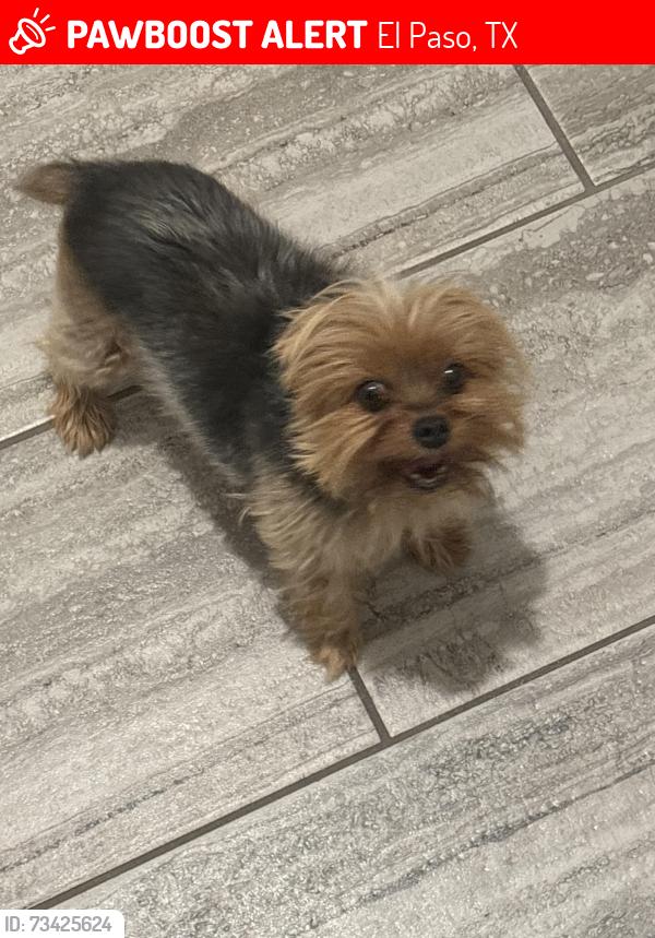 Lost Female Dog last seen Near kilvington, El Paso, TX 79928