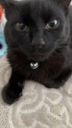 Lost Male Cat last seen Maynardville hwy, Knoxville, TN 37938