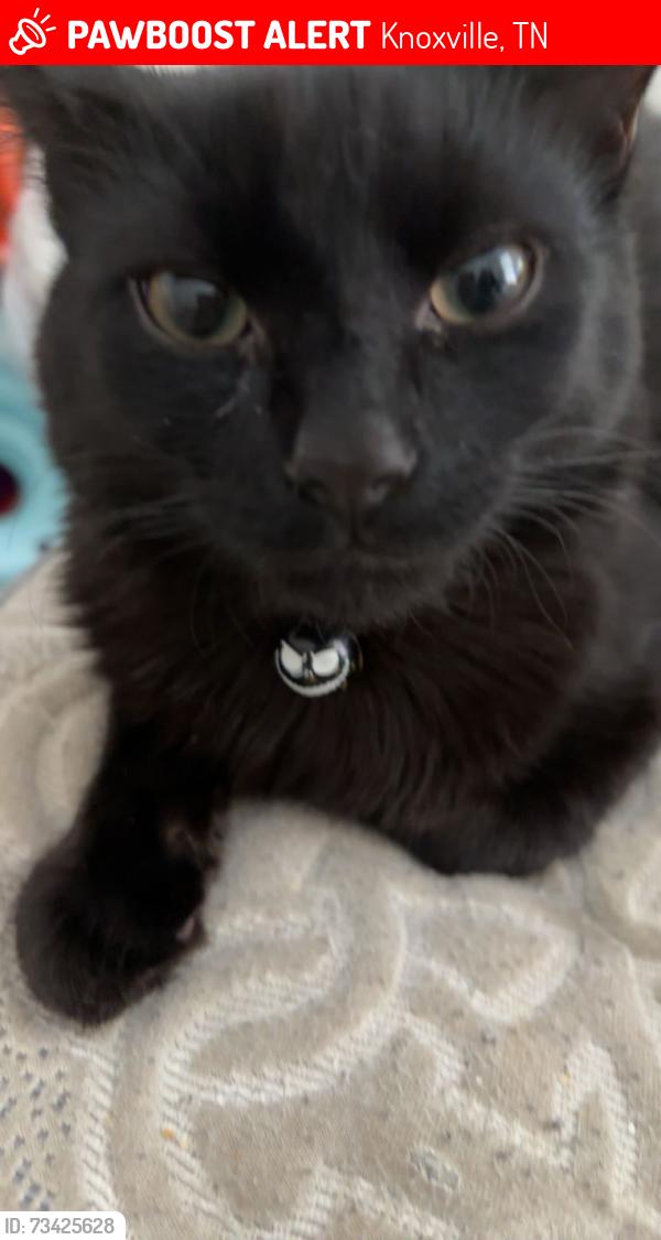 Lost Male Cat last seen Maynardville hwy, Knoxville, TN 37938