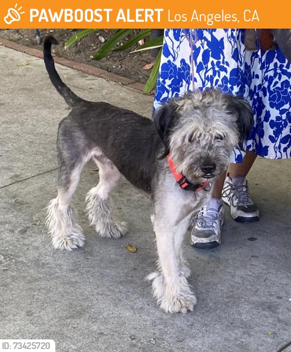Found/Stray Unknown Dog last seen Missouri & Westwood blvd, Los Angeles, CA 90024