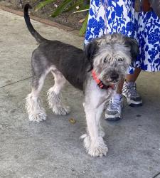 Found/Stray Unknown Dog last seen Missouri & Westwood blvd, Los Angeles, CA 90024
