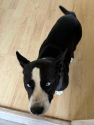 Found/Stray Male Dog last seen Western Trails and Unser, Albuquerque, NM 87120