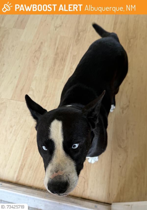 Found/Stray Male Dog last seen Western Trails and Unser, Albuquerque, NM 87120
