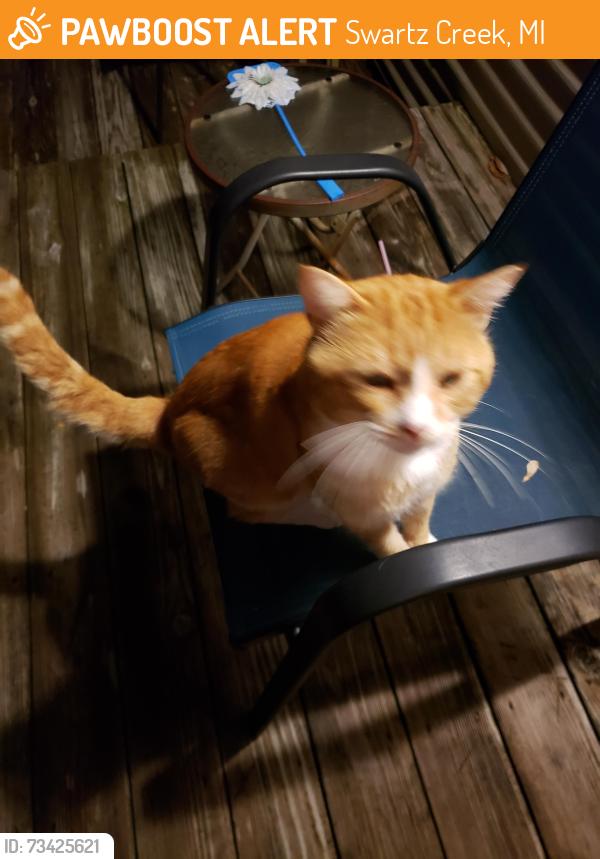 Found/Stray Male Cat last seen Baldwin and cook rd, Swartz Creek, MI 48473