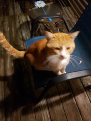 Found/Stray Male Cat last seen Baldwin and cook rd, Swartz Creek, MI 48473