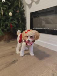 Lost Female Dog last seen Near narrowleaf ln, Oklahoma City, OK 73128