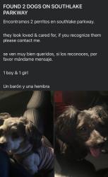 Found/Stray Unknown Dog last seen jonesboro high school, Jonesboro, GA 30236