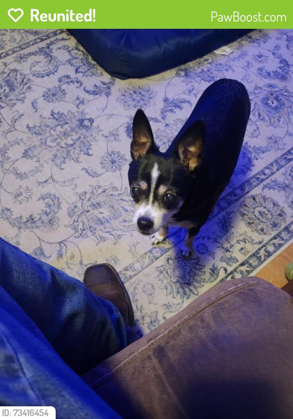 Reunited Female Dog last seen Circle Drive & Clifton Drive, Winder, GA 30680