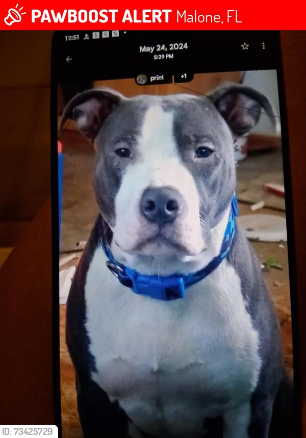 Lost Male Dog last seen Hwy 231, Malone, FL 32445
