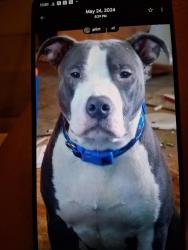 Lost Male Dog last seen Hwy 231, Malone, FL 32445