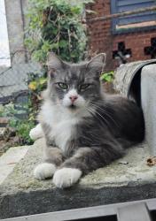 Lost Male Cat last seen McMillan & Gilbert, Cincinnati, OH 45206