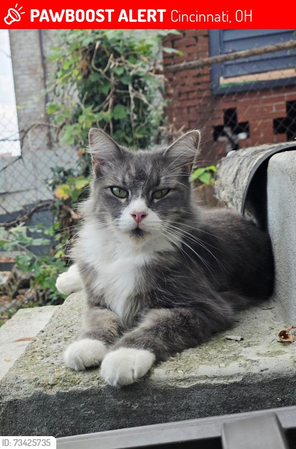 Lost Male Cat last seen McMillan & Gilbert, Cincinnati, OH 45206