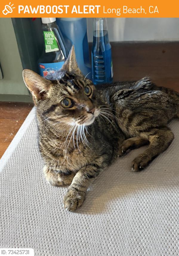 Found/Stray Female Cat last seen Gaviota and 5th st, Long Beach, CA 90802