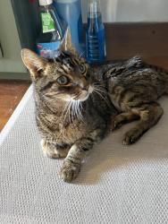 Found/Stray Female Cat last seen Gaviota and 5th st, Long Beach, CA 90802