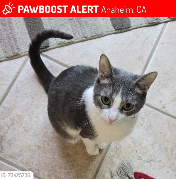 Lost Female Cat last seen Summit Park, Anaheim, CA 92808