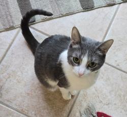 Lost Female Cat last seen Summit Park, Anaheim, CA 92808