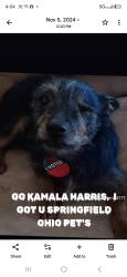 Lost Male Dog last seen Manchester, Los Angeles, CA 90002