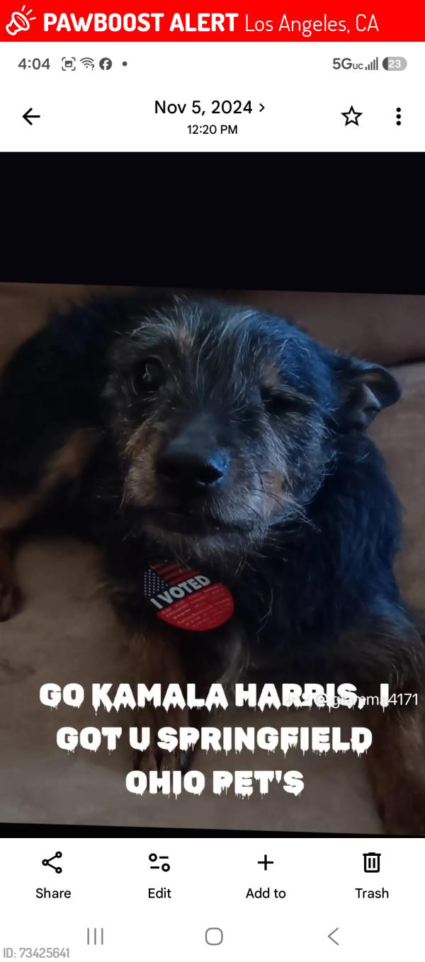 Lost Male Dog last seen Manchester, Los Angeles, CA 90002